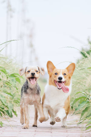 Running Puppy Dog Best Friends Wallpaper
