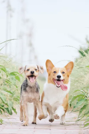 Running Puppy Dog Best Friends Wallpaper