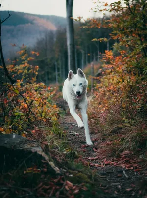 Running White Wolf Wallpaper