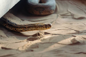 Russell's Viper Snake Wallpaper