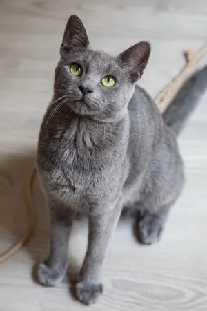 Russian Blue Pet Cat Wallpaper