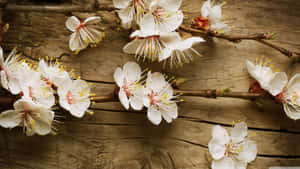 Rustic Blossoms [wallpaper] Wallpaper