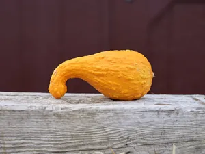 Rustic Fall Crookneck Pumpkin Wallpaper