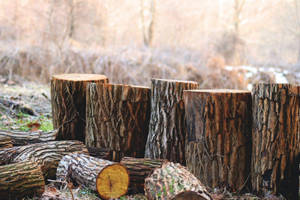 Rustic Fall Wood Logs Wallpaper