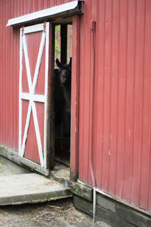 Rustic Open Barn Door Wallpaper