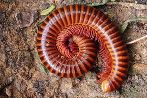 Rusty Millipede Curled Up On The Ground Wallpaper