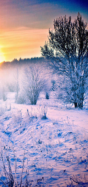 S10 Snow Forest Sunrise Wallpaper
