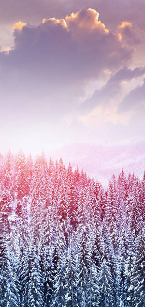S10 Winter Snow Trees Wallpaper