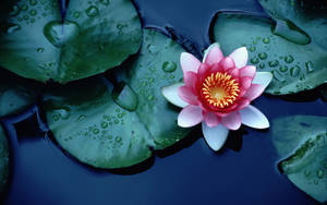 Sacred Lotus And Raindrops Wallpaper