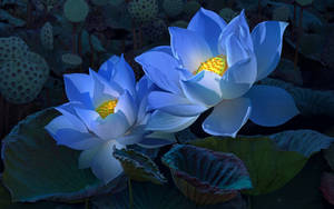 Sacred Lotus In Blue Wallpaper