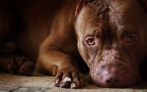 Sad Brown Dog Pitbull Wallpaper