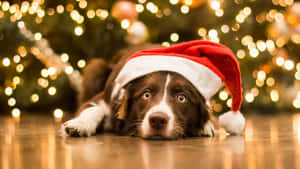 Sad Christmas Dog Near Tree Wallpaper