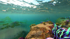 Safe Shallows Subnautica Wallpaper