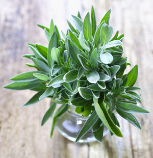 Sage Plant Pot Wallpaper