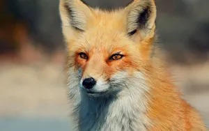 Sakhalin Fox Close-up Wallpaper