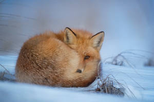 Sakhalin Fox Coiled Around On Snow Wallpaper