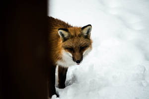 Sakhalin Fox Hiding In The Snow Wallpaper