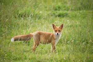 Sakhalin Fox Looking Surprised Wallpaper