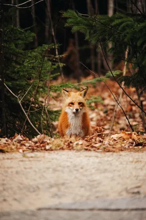 Sakhalin Fox On Dried Leaves Wallpaper