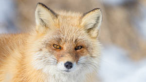 Sakhalin Fox Staring Wallpaper
