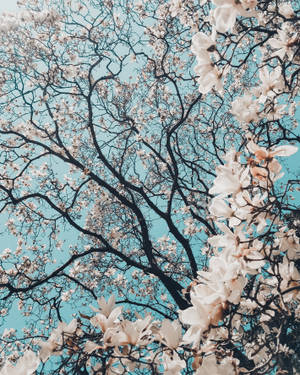 Sakura Blossom Flower Wallpaper