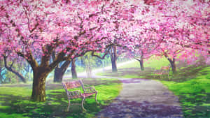 Sakura Blossom Park Scene Wallpaper
