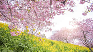 Sakura_ Blossoms_and_ Yellow_ Flowers_ Landscape Wallpaper