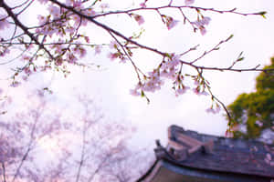 Sakura_ Blossoms_ Over_ Traditional_ Roof Wallpaper