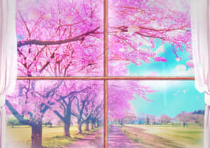 Sakura Blossoms Through Window Wallpaper