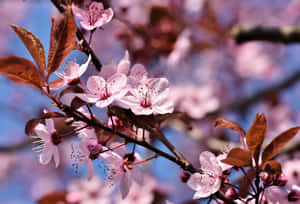 Sakura Blossomsin Springtime Wallpaper