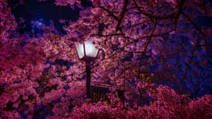 Sakura Night Glow.jpg Wallpaper
