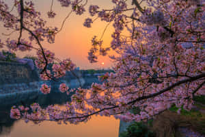 Sakura Sunset Reflection Wallpaper