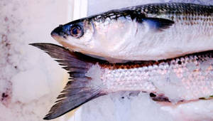 Salt Brine Gray Mullet Wallpaper