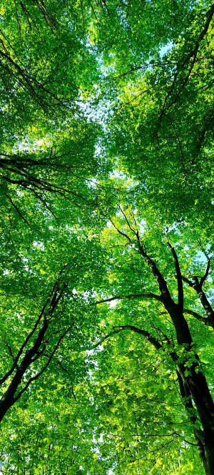 Samsung A71 Forest Canopy Background Wallpaper