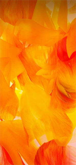 Samsung A71 Orange Petals Wallpaper