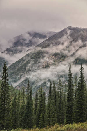 Samsung Galaxy 4k Foggy Mountains Pine Trees Wallpaper