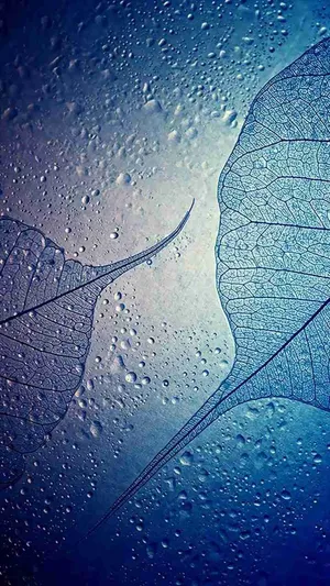 Samsung Galaxy J7 Transparent Skeleton Leaves On Wet Glass Wallpaper