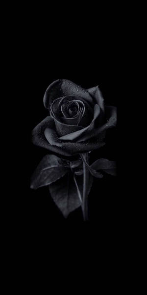 Samsung Galaxy S20 Black Rose Wallpaper