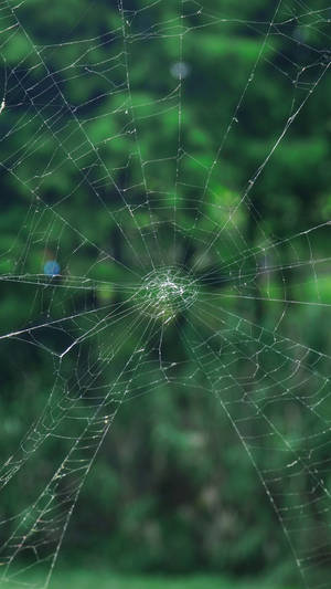 Samsung Galaxy S7 Edge Spiderweb Wallpaper