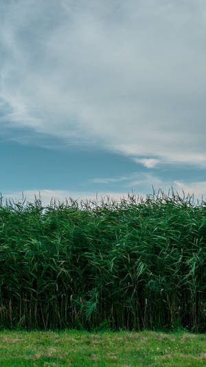 Samsung Galaxy S7 Edge Tall Grass Field Wallpaper