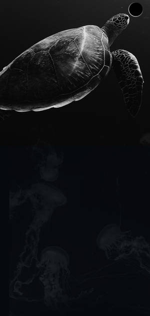 Samsung S10 Sea Turtle Wallpaper