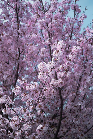 Samsung S20 Ultra Cherry Blossom Tree Wallpaper