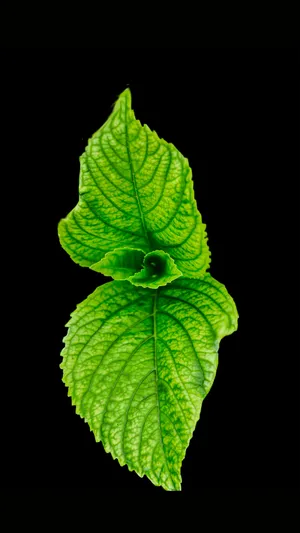 Samsung S20 Ultra Green Leaves Wallpaper