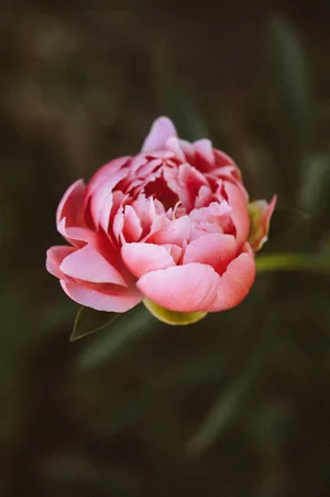 Samsung S20 Ultra Pink Peony Wallpaper
