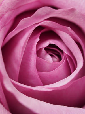 Samsung S20 Ultra Pink Rose Wallpaper