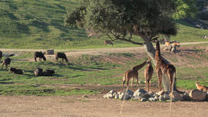 San Diego Zoo Animals Wallpaper