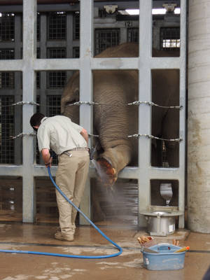 San Diego Zoo Elephant Foot Bath Wallpaper