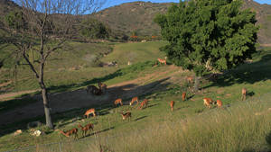 San Diego Zoo Herd Wallpaper