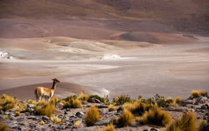 San Pedro De Atacama, Chile Wallpaper