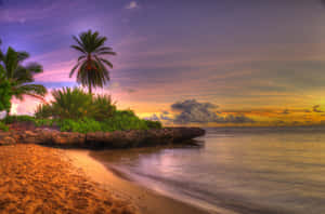 Sandy Beach Sunset Palm Hd Wallpaper